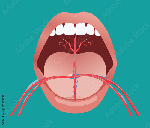 Detailed anatomical illustration of the open mouth, highlighting the complex network of arteries and veins supplying blood to the tongue and oral floor	