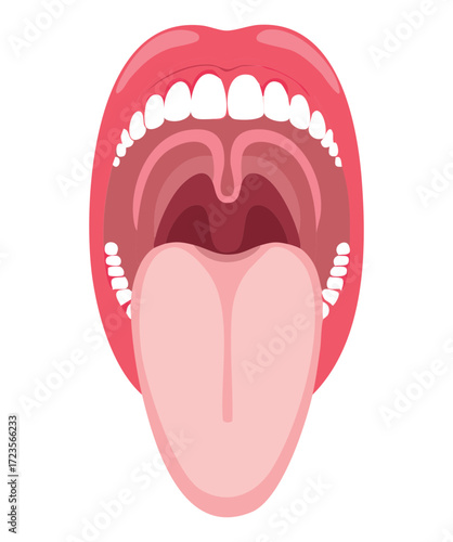 Detailed illustration of a wide-open human mouth, focusing on the tonsils, uvula, soft palate, and back of the throat	