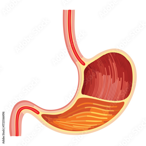 Anatomical illustration of the stomach and duodenum connection, showing the pylorus and the flow of chyme into the intestine	