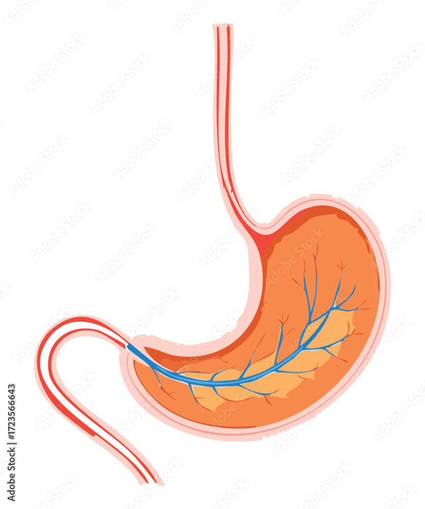 Obraz premium Clean anatomical diagram of the human stomach, detailing the muscle layers, blood vessel supply, and connection to the esophagus 