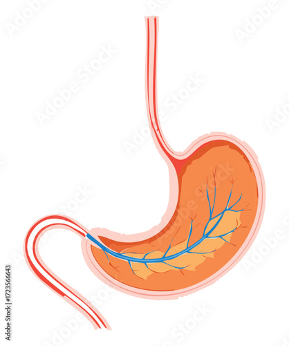 Clean anatomical diagram of the human stomach, detailing the muscle layers, blood vessel supply, and connection to the esophagus	