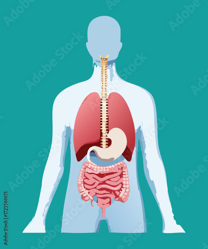 Transparent illustration of the human upper body, highlighting the digestive tract, esophagus, and stomach within the ribcage	