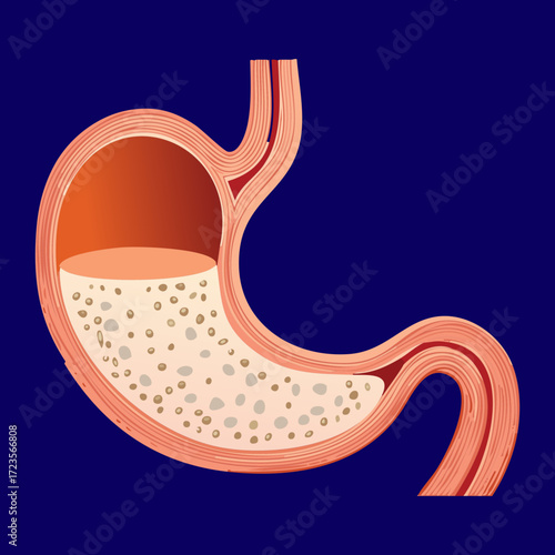 The Human Stomach Fully Breaking Down Food into Fine Chyme Consistency Ready for Efficient Nutrient Absorption	