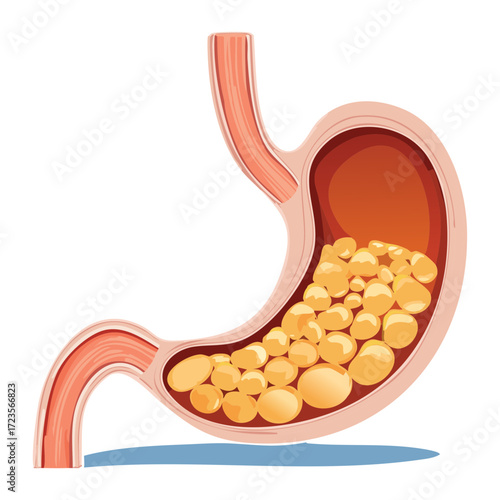 Stomach Diagram Illustrating the Initial Digestion of Fats and Lipids as Part of the Human Body's Metabolic Function	