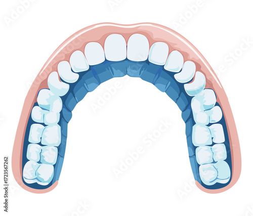 Transparent Dental Splint or Occlusal Guard for Lower Jaw to Prevent Clenching and Associated Jaw Pain Relief	