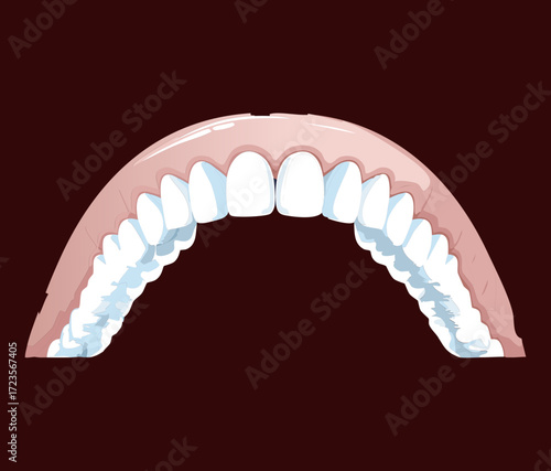 Healthy Lower Jaw Teeth Arch with Pink Gums Representing Good Oral Hygiene and Periodontal Wellness Concept	