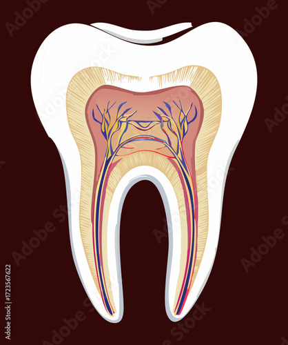 Vertical Cross Section of a Molar Tooth Illustrating the Internal Anatomy Including Pulp Dentin Enamel and Root Structure	