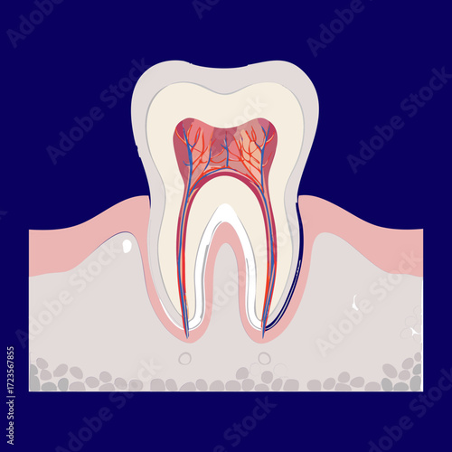 Anatomical view of a tooth's internal structure, showing the healthy root, pulp chamber, and surrounding bone material	