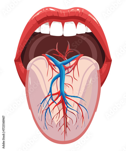 Anatomical Illustration of the Tongue's Underside with Major Veins and Arteries for Circulation Study	