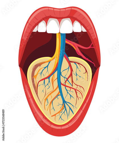 Detailed Anatomy of the Human Tongue and Oral Cavity Showing Nerves, Arteries, and Taste Buds	