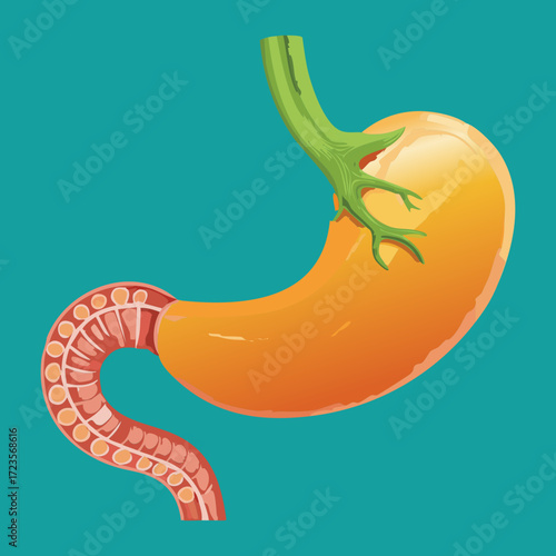 Anatomical Cross-Section of the Healthy Large Intestine Showing Wall Layers and Villi-Like Structures	