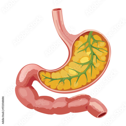 Stomach and Pancreas Illustration with Focus on Enzyme Secretion and Role in Carbohydrate Digestion	