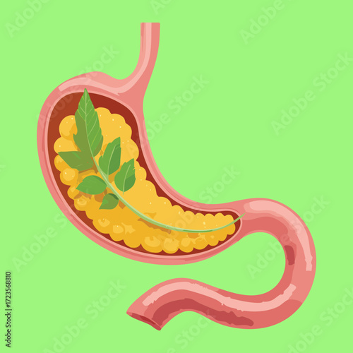 Simplified View of the Stomach Emptying Chyme into the Duodenum for Further Intestinal Digestion	