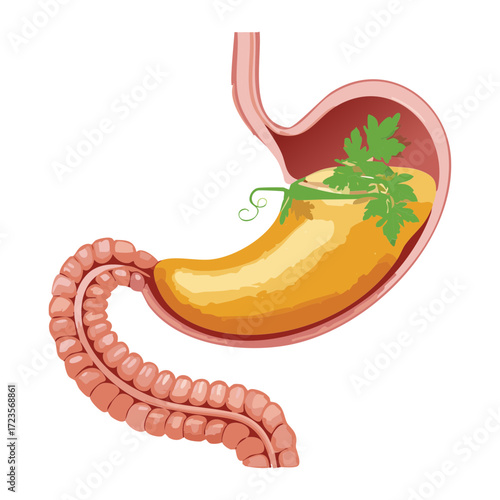 Stomach and Duodenum Illustration with a Focus on Herbal Supplements and Natural Digestive Aids	