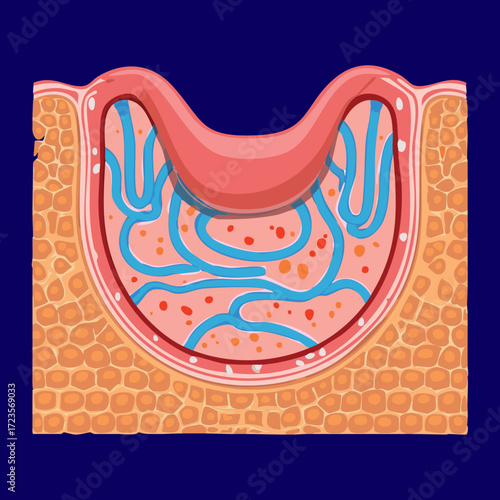 Microscopic Cross-Section of Intestinal Villi Highlighting Capillaries and Lacteal for Nutrient Transport	