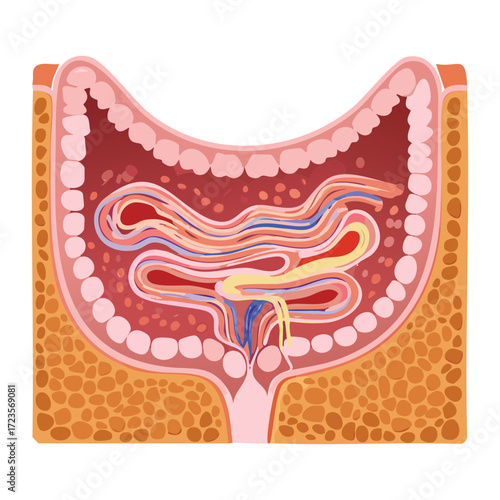 Detailed Cross-Sectional Anatomy of the Small Intestine Wall Showing Villi and Blood Supply Network	