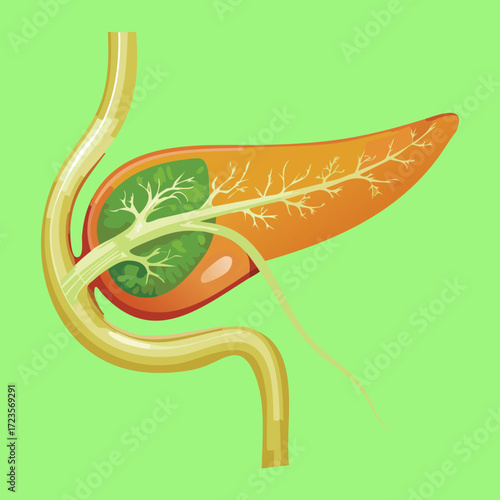 Simple diagram of the pancreas, gallbladder, and bile ducts, illustrating the flow of digestive enzymes and bile	