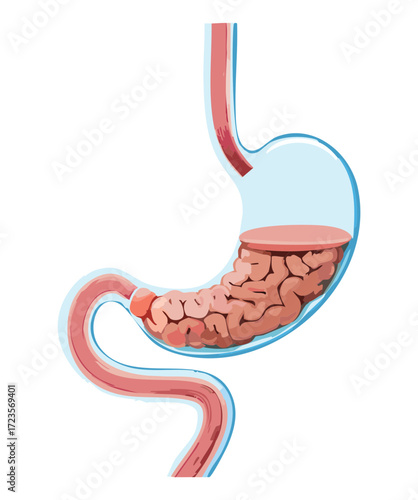 Detailed illustration of the human stomach actively digesting food, showing its internal structure and muscular contractions	