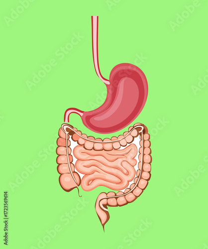 Simplified Diagram of the Stomach and Intestines Highlighting Essential Components of the System	