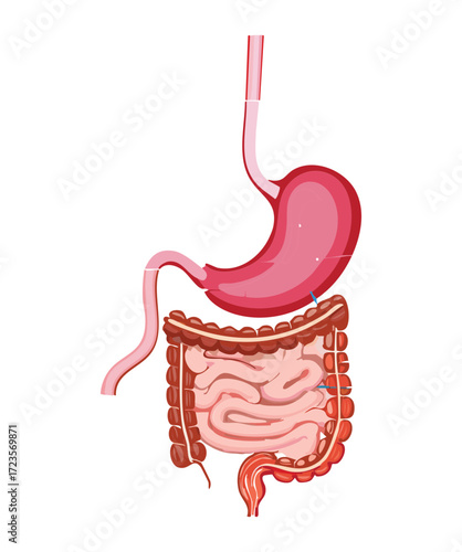 Anatomy of the human stomach, depicting the internal wall structure, muscle layers, and connection to the esophagus	