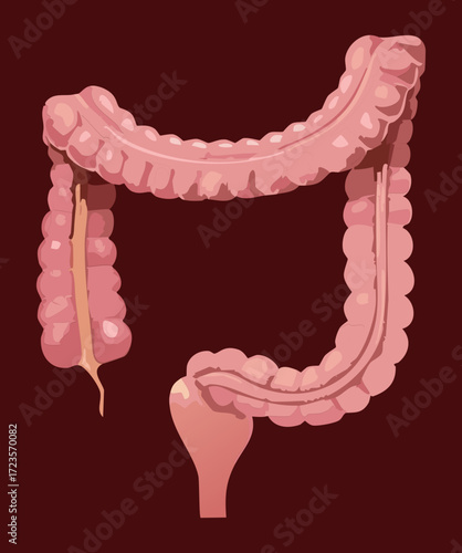 Full view of the human large intestine or colon, representing the primary organ of the body's digestive and waste elimination system	