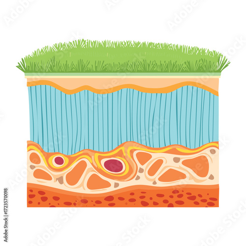 Cross Section of Intestinal Wall Layers Showing Mucosa, Submucosa, Muscle, and Serosa for Education	