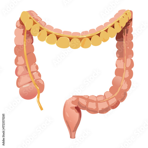 Detailed Anatomy of the Healthy Human Large Intestine and Colon with Smooth Muscle Structure Isolated	