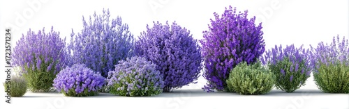 Lavender bushes in various shades of purple, set against a white background