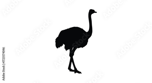 A striking black ostrich stands prominently against a plain white background silhouette