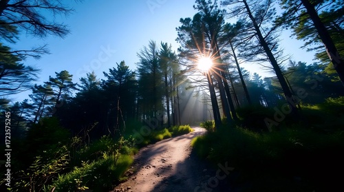 Sunlit woodland path at sunrise