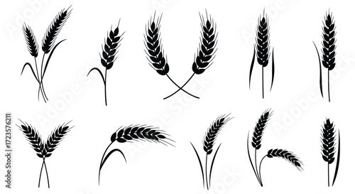 Collection of wheat stalks and branches in a striking black silhouette