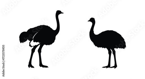 Two ostriches standing facing each other simple black and white silhouette