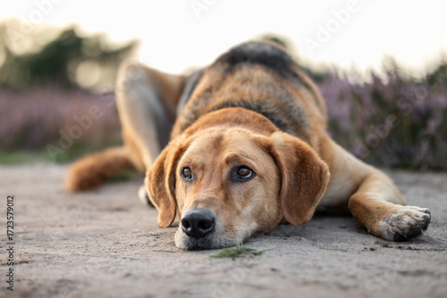 Obraz na płótnie Dog lies relaxed on sand with head resting and looks up questioningly - Polish H