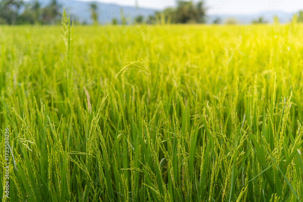 Obraz premium Close-up view of fresh green rice grains in a tropical paddy field under warm sunlight, highlighting growth, fertility, and the natural beauty of agriculture in rural Asia. 