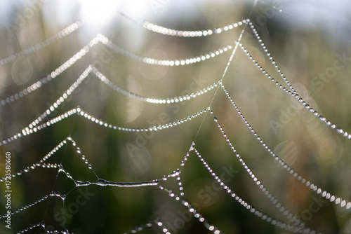 Spider web with dew drops shining in the light - Soft Focus Nature Background