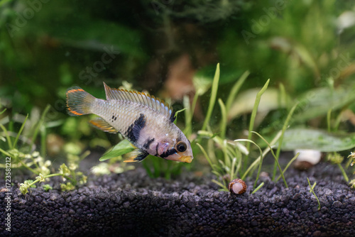 Panduro's dwarf cichlid in the aquarium - Apistogramma panduro