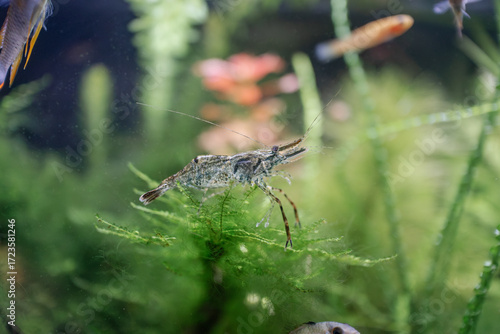 Ringed claw shrimp in the aquarium - Macrobrachium assamense