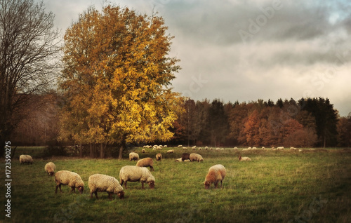 Schafherde im Herbst
