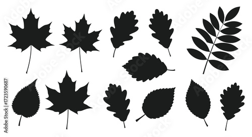 Collection of various autumn leaves in contrasting black silhouette