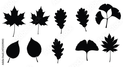 Variety of detailed autumn leaves displayed in a black silhouette