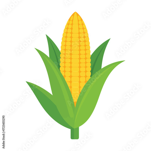 An isolated vector illustration of a single ear of corn on the cob with green husks and yellow kernels on a clean white background a symbol of agriculture and food