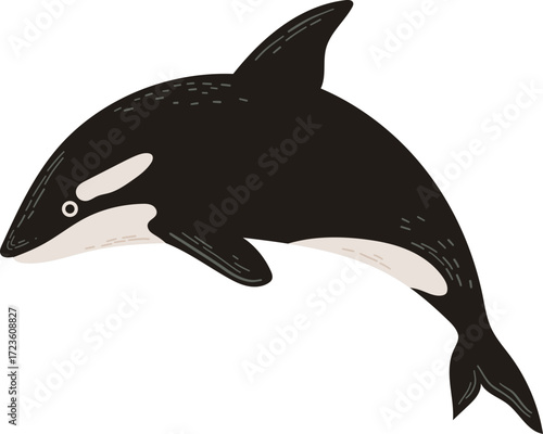 Black and white orca breaching