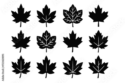 Stem pattern vector leaf canadian maple silhouette strong outline icon