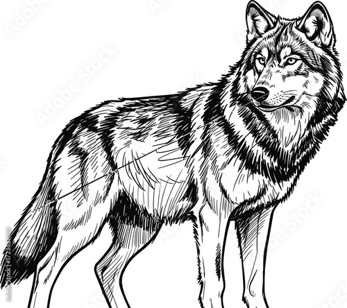Black and white wolf line drawing, realistic animal sketch, detailed fur texture, wild predator pose, nature vector art, wildlife illustration