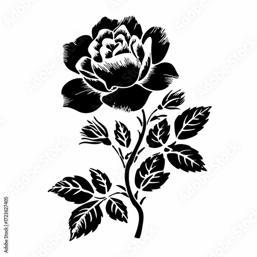 black and white rose