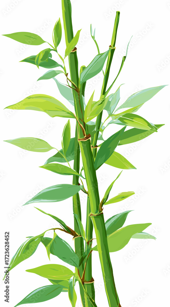 Naklejka premium bamboo isolated on white background