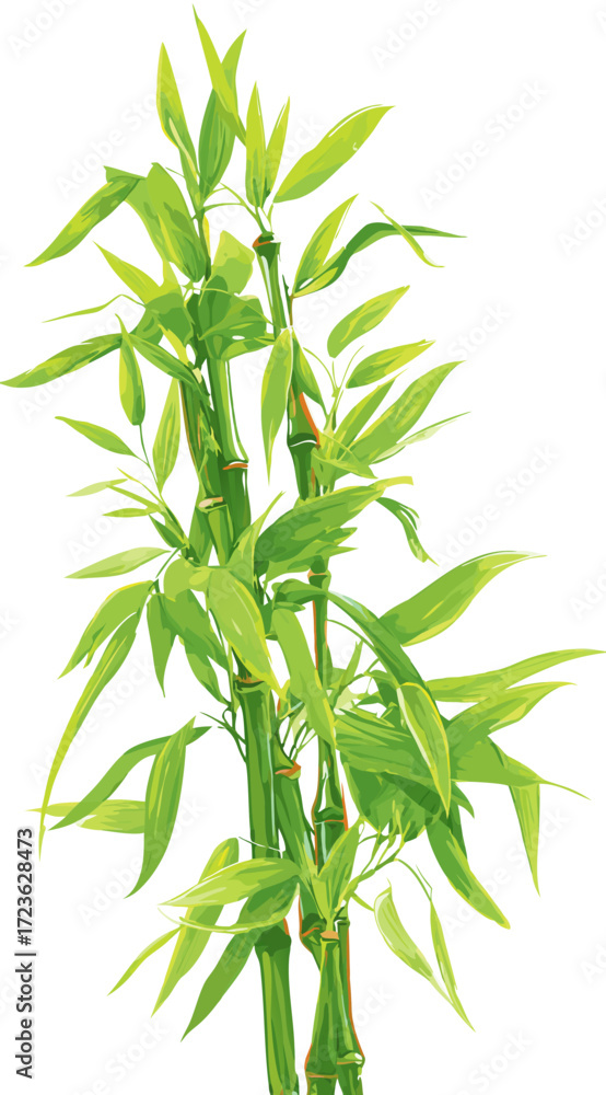 Fototapeta premium bamboo isolated on white background