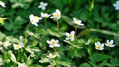 Spring Natural Scenery of Sobaeksan Mountain, Korea