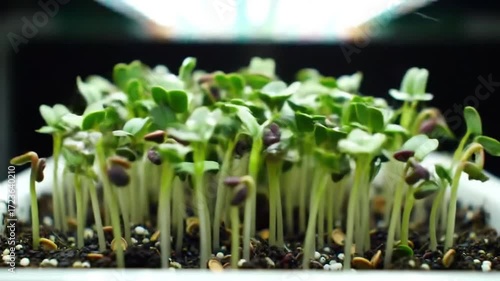 Sprouting seedlings growing in soil under bright light indoors  