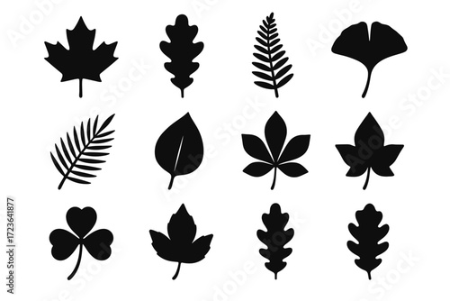 Set trio icon palm silhouette oak ivy vector birch pointed leaf